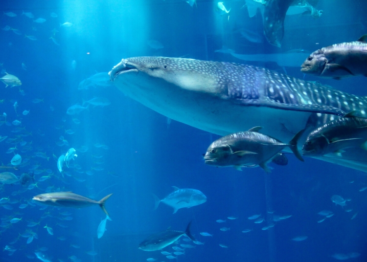 Rice balinaları ve Trump’ın riskli kararı